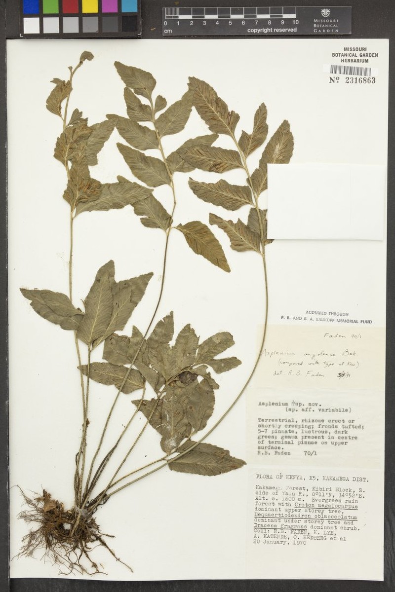 Asplenium angolense photo 4