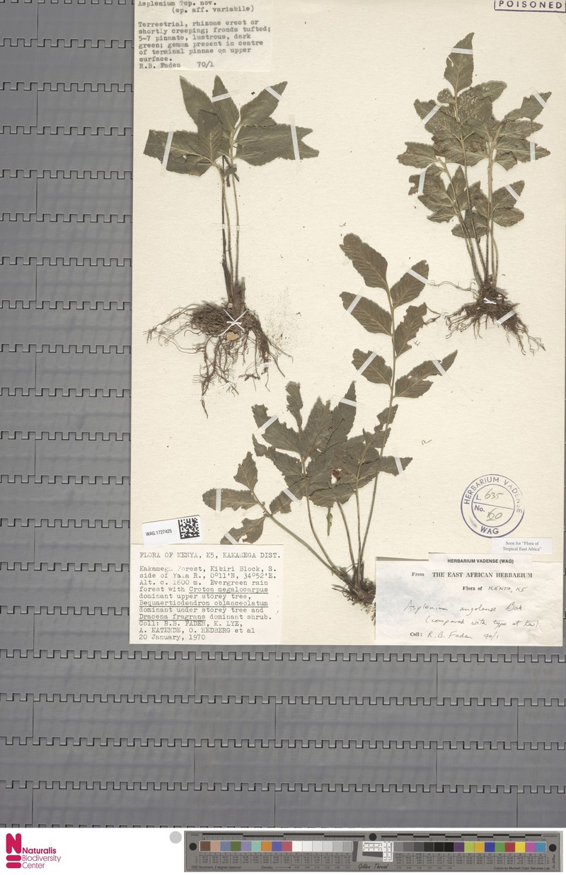 Asplenium angolense