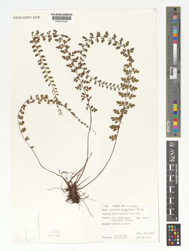 Asplenium anguifrons