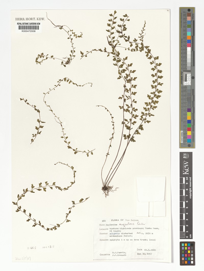 Asplenium anguifrons photo 2