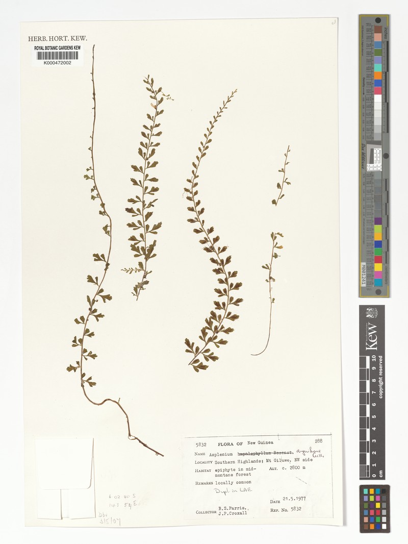 Asplenium anguifrons photo 3