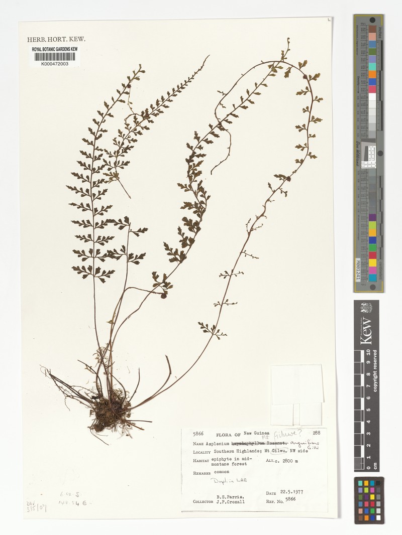 Asplenium anguifrons photo 4