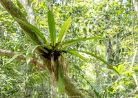 Asplenium anguineum