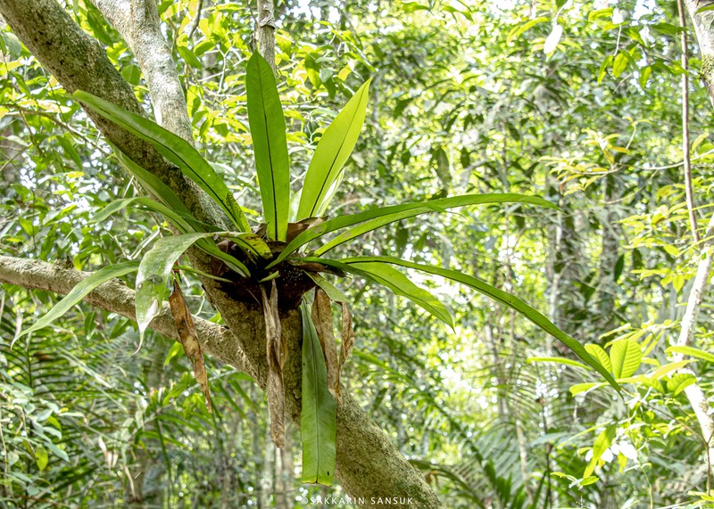 Asplenium anguineum