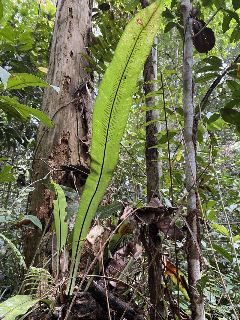 Asplenium anguineum photo 4