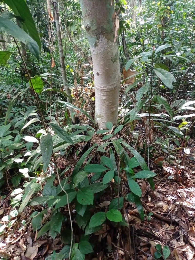 Asplenium anguineum photo 5