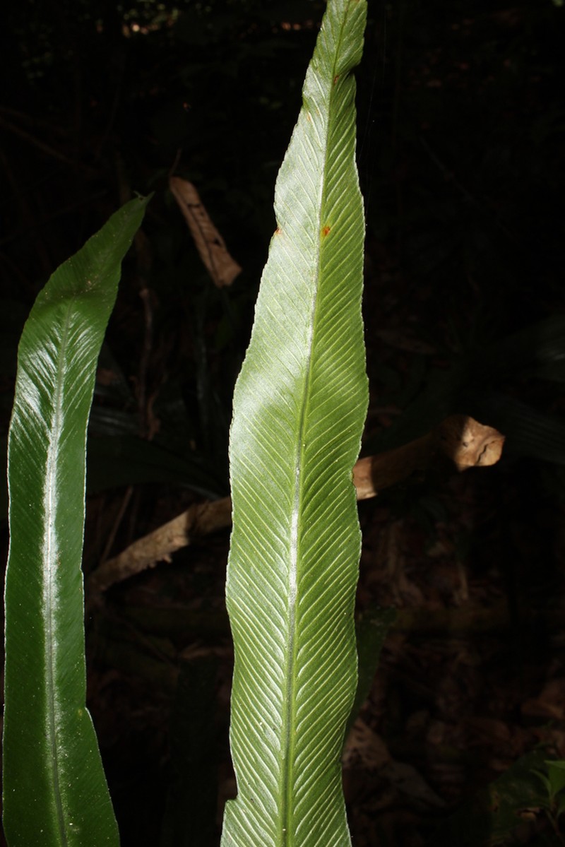 Asplenium angustum