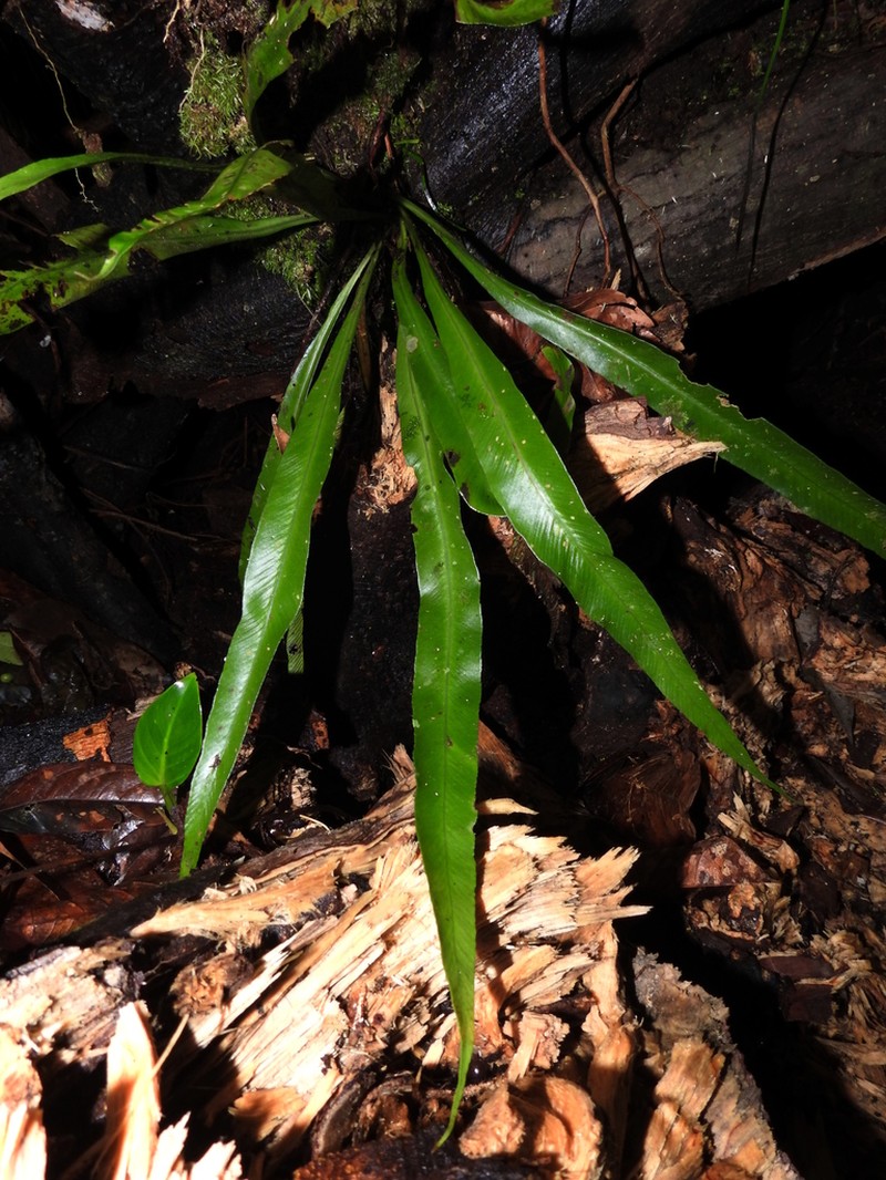 Asplenium angustum photo 2