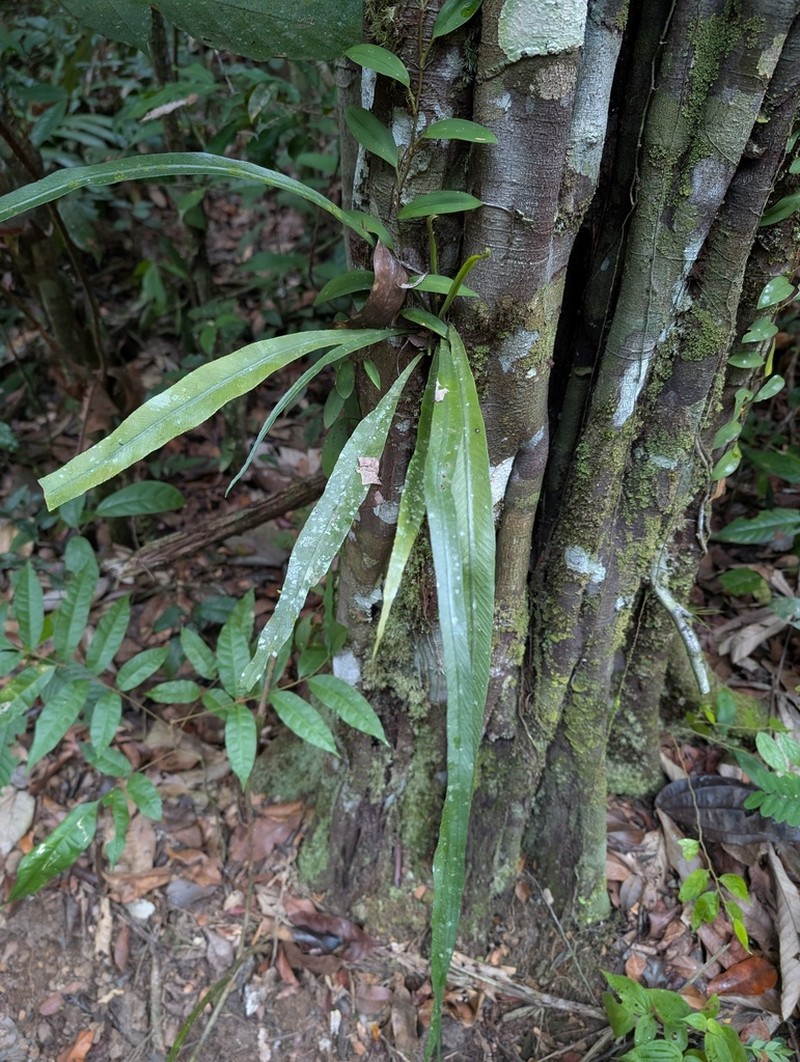 Asplenium angustum photo 3