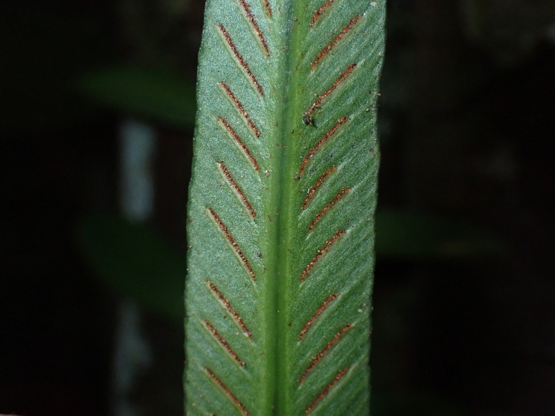Asplenium angustum photo 4