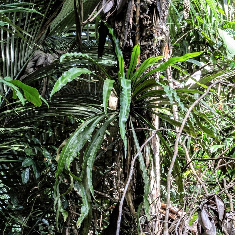 Asplenium angustum photo 5