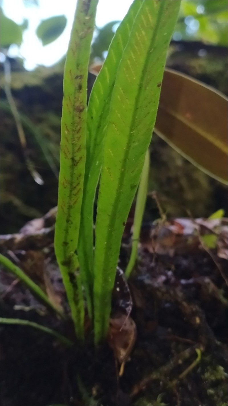 Asplenium angustum photo 6
