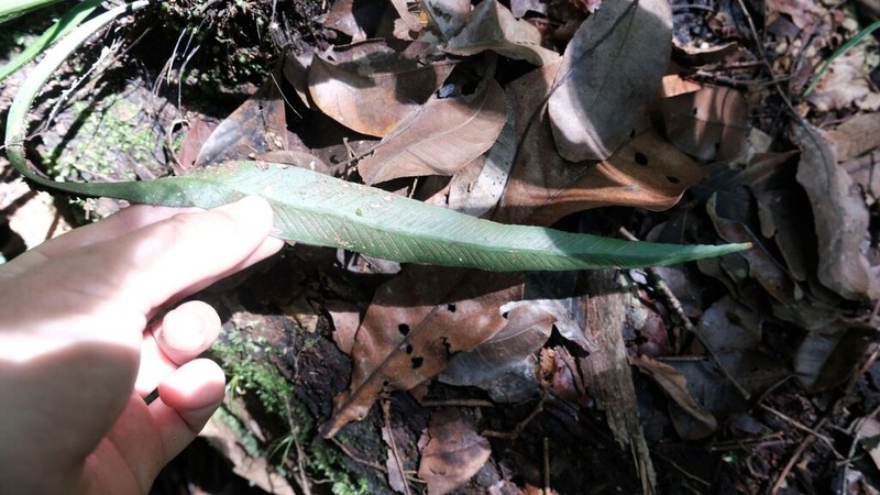 Asplenium angustum photo 7