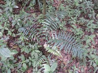 Asplenium anisophyllum