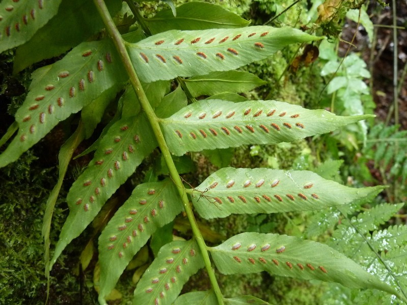 Asplenium anisophyllum photo 2