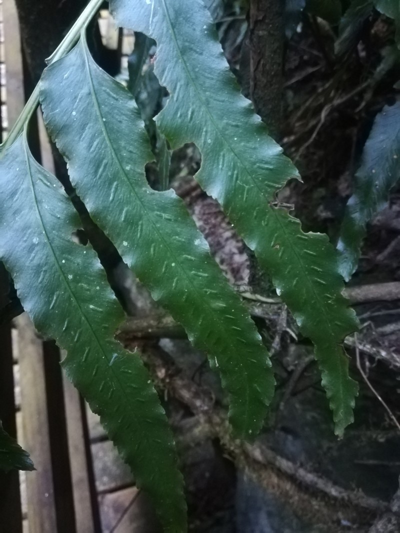 Asplenium anisophyllum photo 3