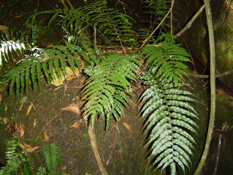 Asplenium anisophyllum photo 6