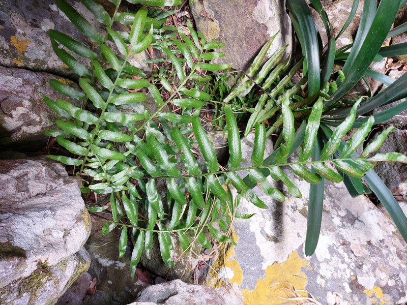 Asplenium anisophyllum photo 7