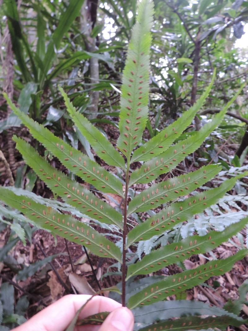 Asplenium anisophyllum photo 8