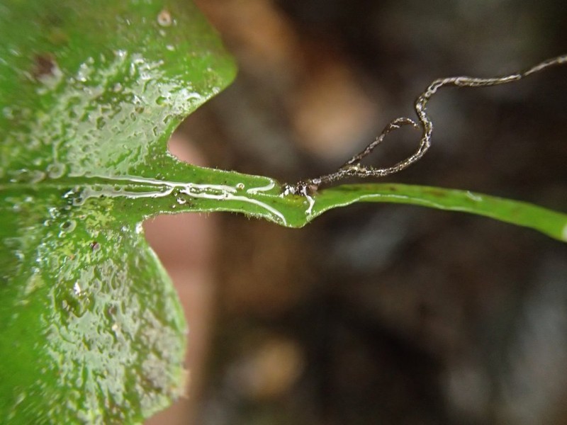 Asplenium annetii