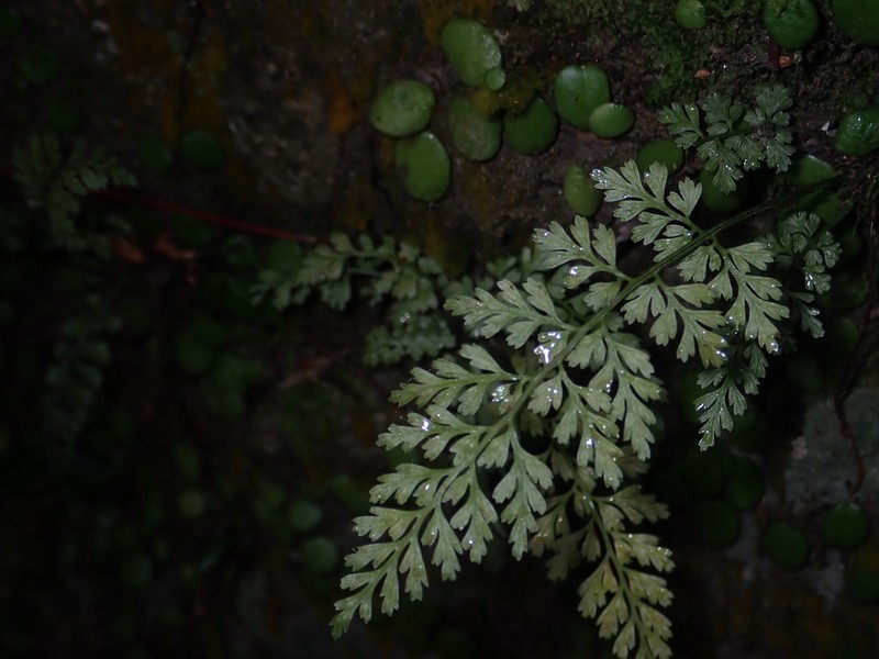 Asplenium anogrammoides