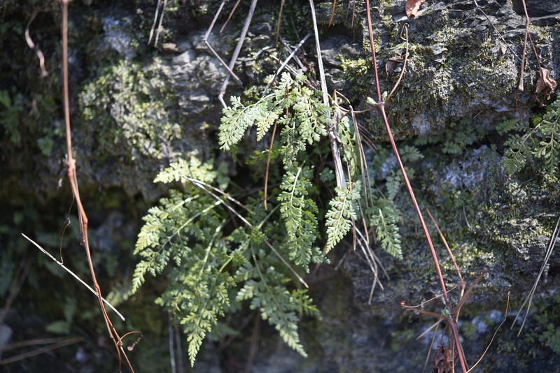 Asplenium anogrammoides photo 2