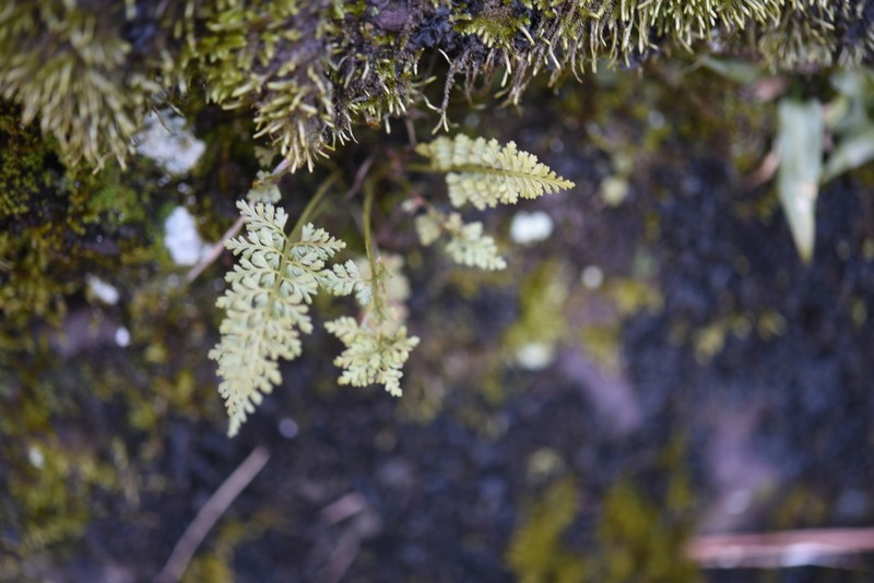 Asplenium anogrammoides photo 3