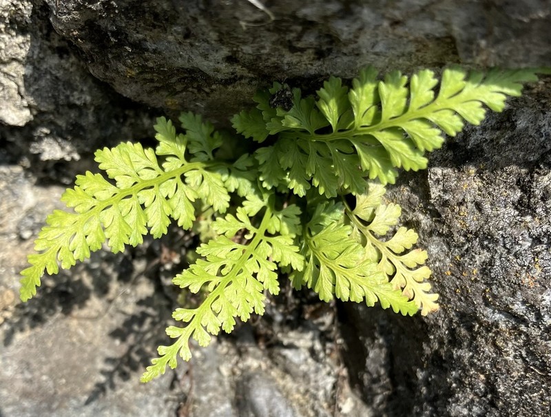 Asplenium anogrammoides photo 4
