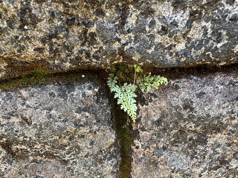 Asplenium anogrammoides photo 5