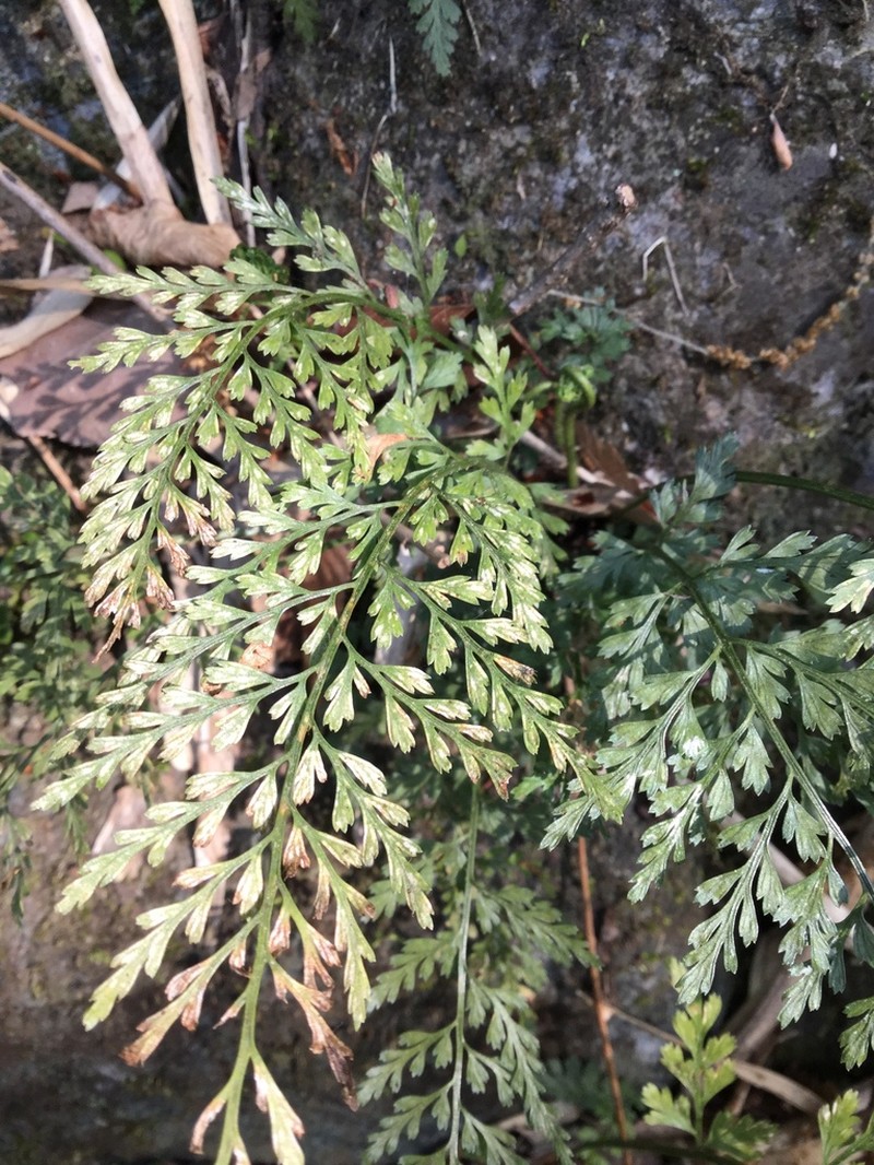Asplenium anogrammoides photo 6