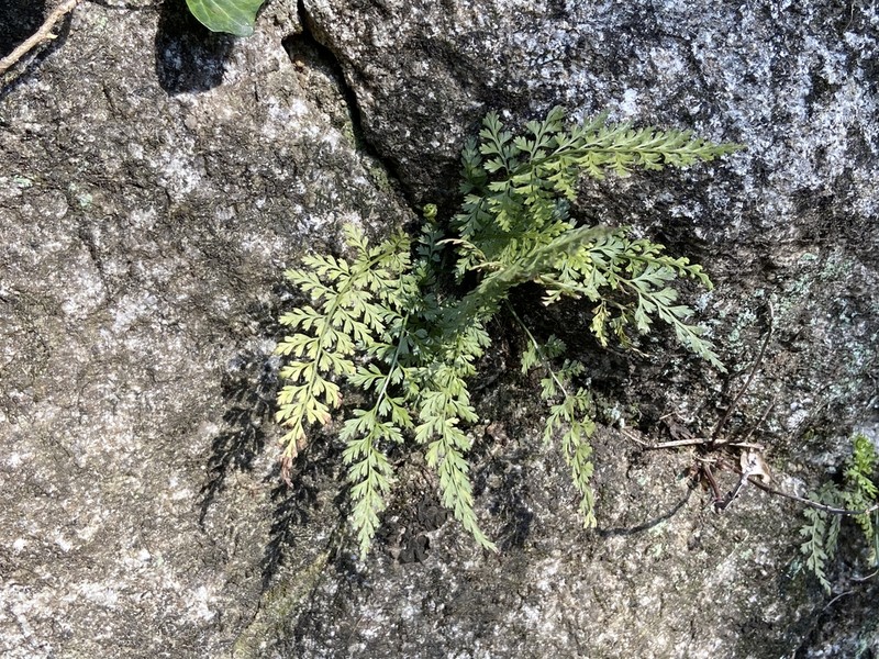 Asplenium anogrammoides photo 7