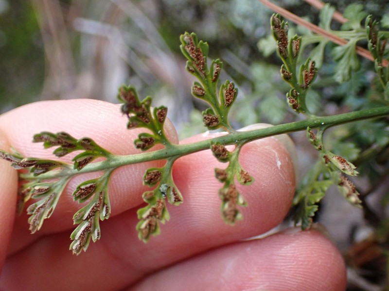 Asplenium anogrammoides photo 8