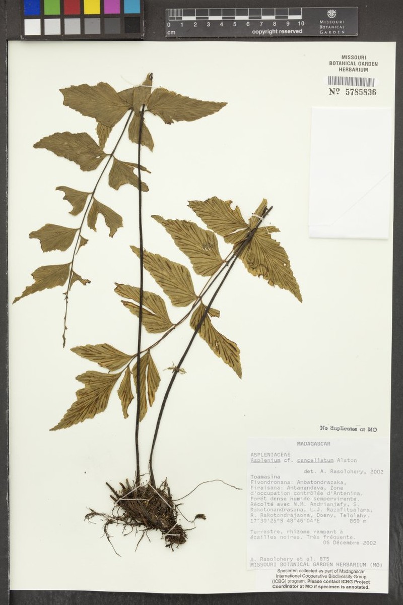 Asplenium anteninaense