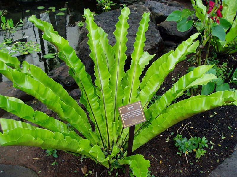 Asplenium antiquum
