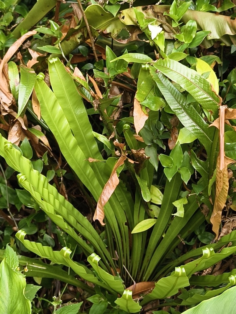 Asplenium antiquum photo 2