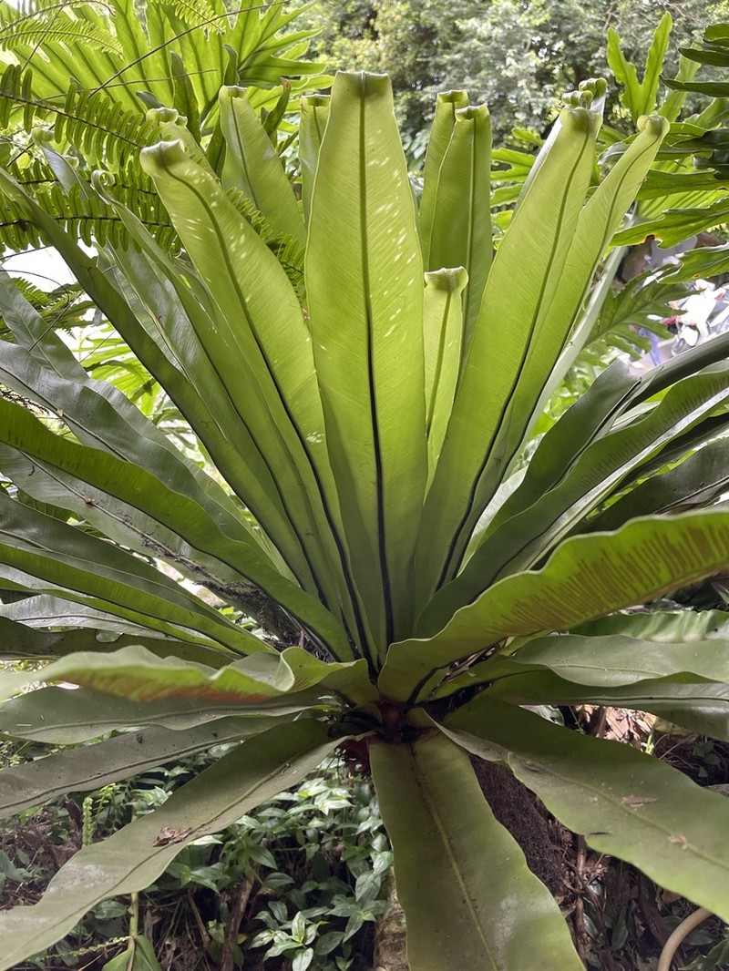 Asplenium antiquum photo 3