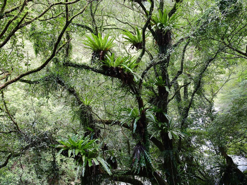 Asplenium antiquum photo 4