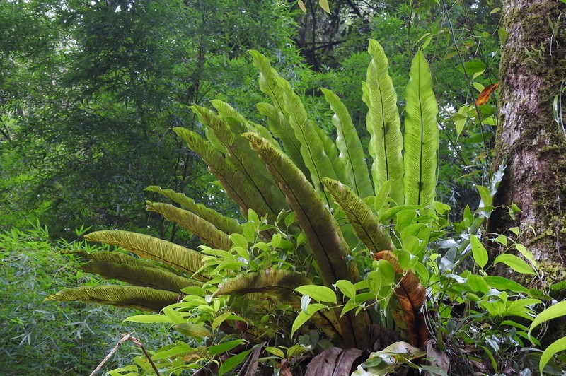 Asplenium antiquum photo 5