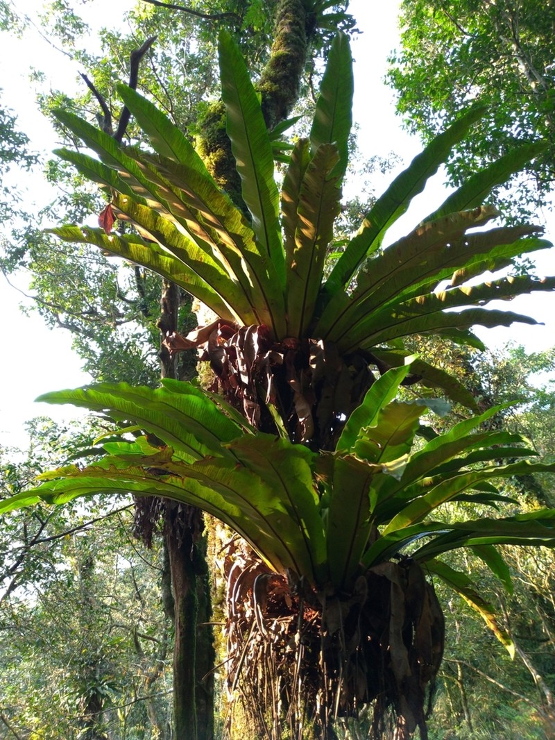 Asplenium antiquum photo 6