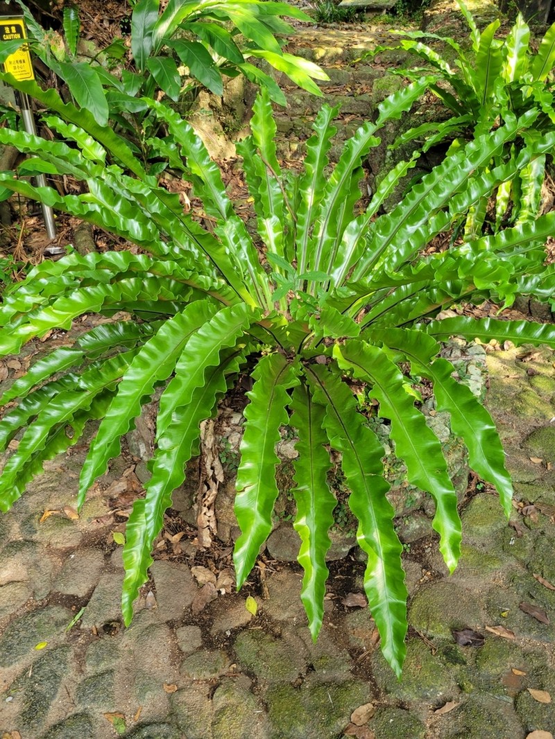 Asplenium antiquum photo 7