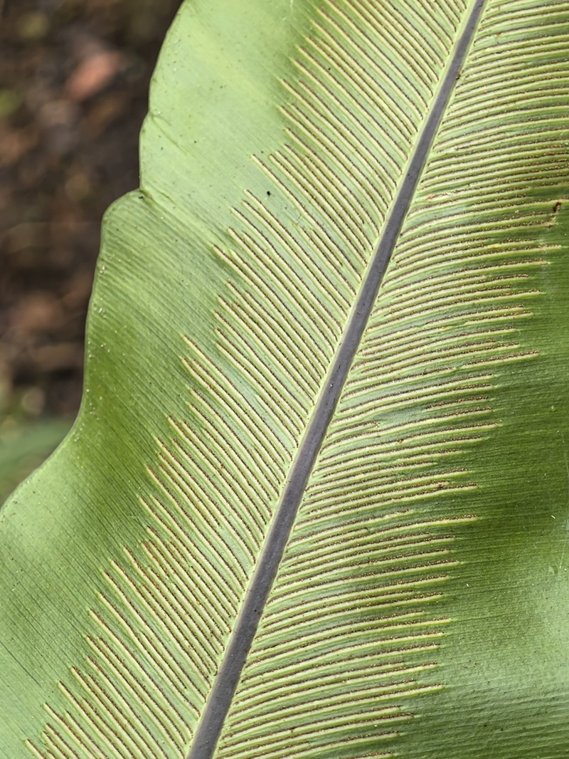 Asplenium antrophyoides photo 2