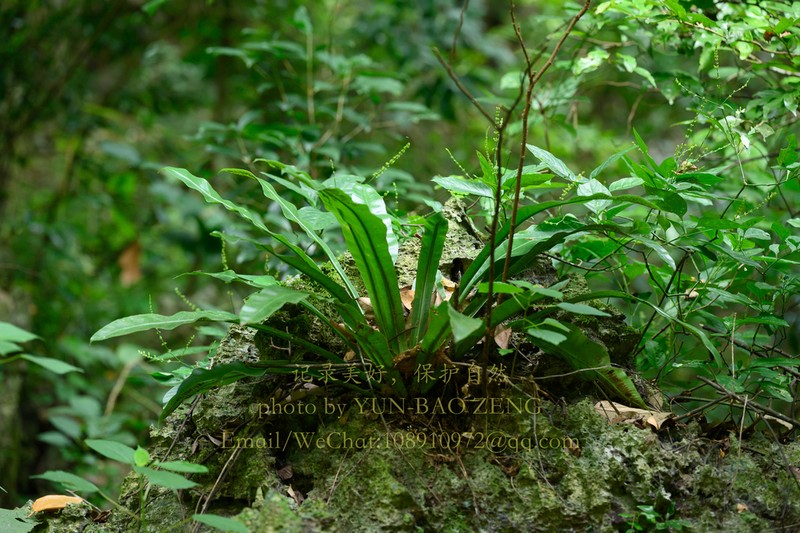 Asplenium antrophyoides photo 3