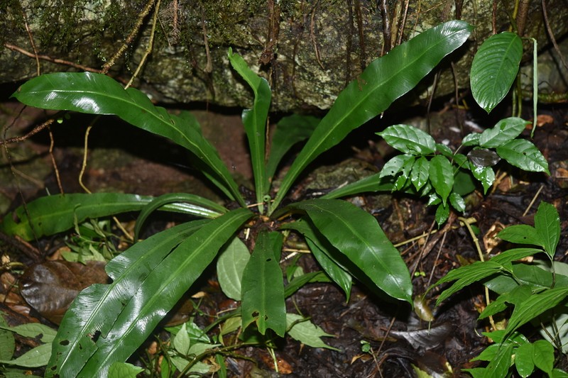 Asplenium antrophyoides photo 4