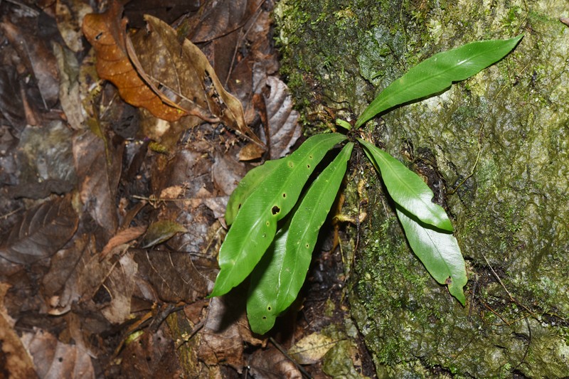 Asplenium antrophyoides photo 5