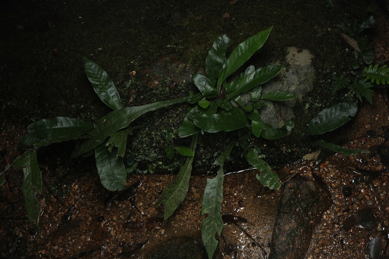 Asplenium antrophyoides photo 6