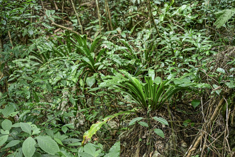 Asplenium antrophyoides photo 7