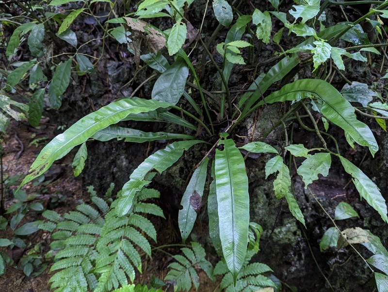 Asplenium antrophyoides photo 8
