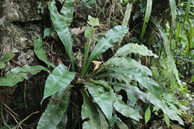 Asplenium antrophyoides