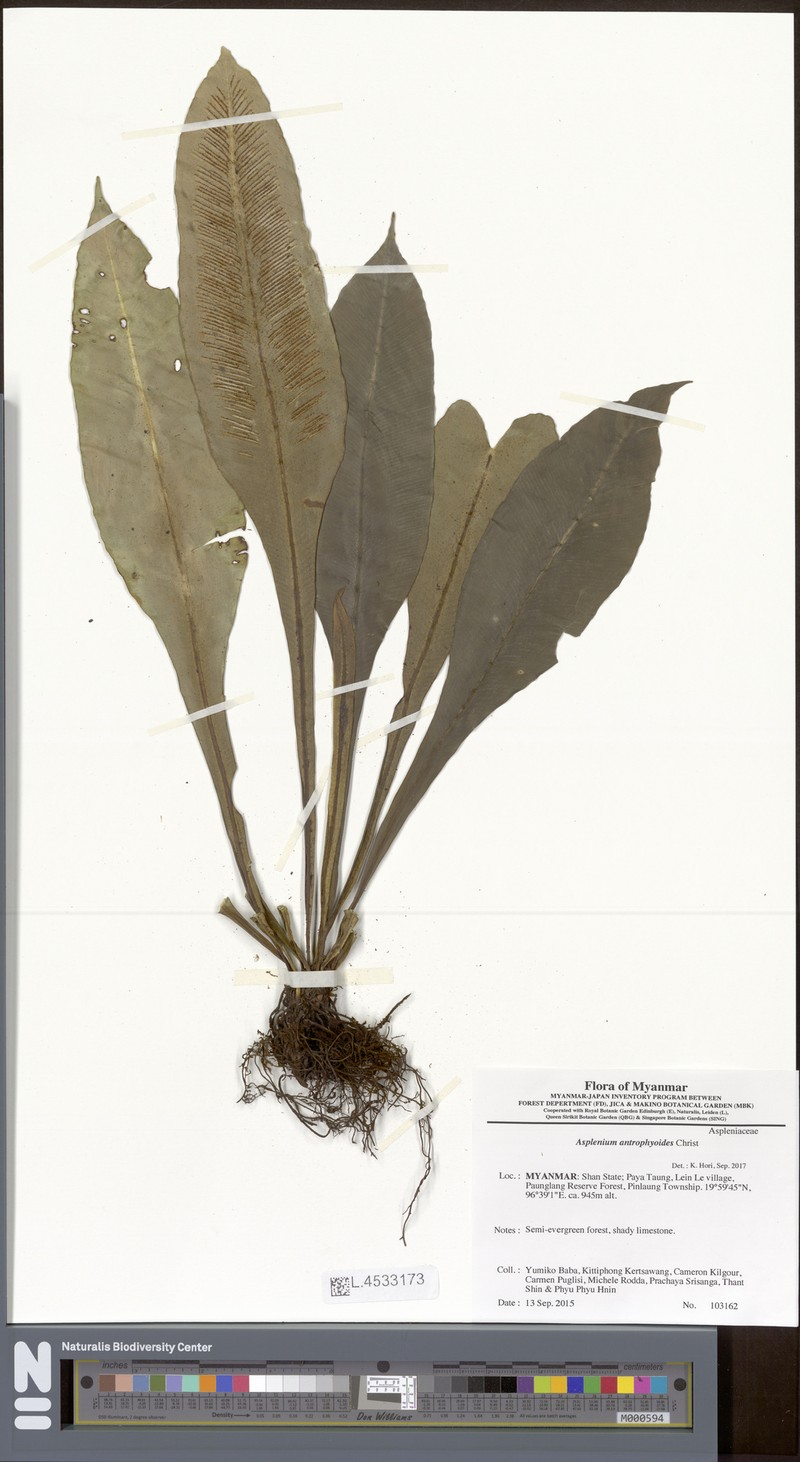 Asplenium antrophyoides photo 2