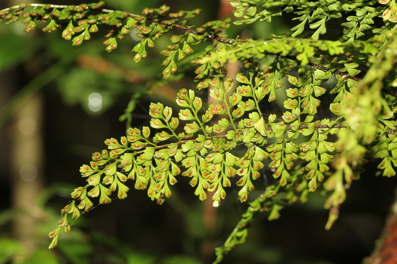 Asplenium apertum